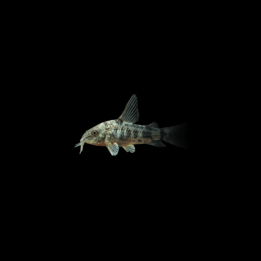 CORYDORA PALEATUS