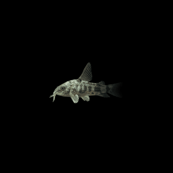 CORYDORA PALEATUS