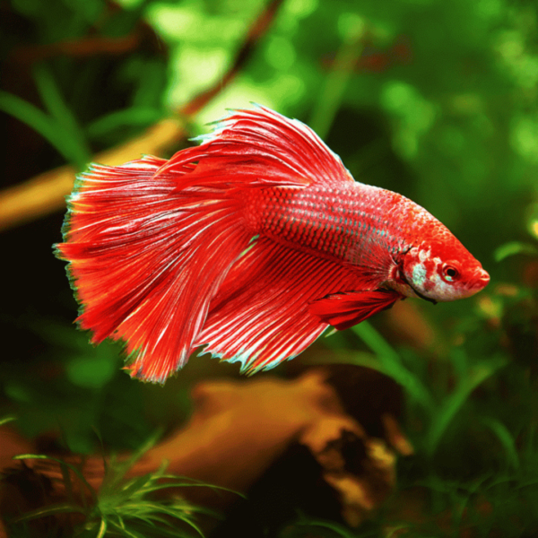 BETTA HALFMOON MIX COLOR MACHO