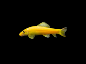 Come algas albino1 COMEALGAS CHINO ALBINO