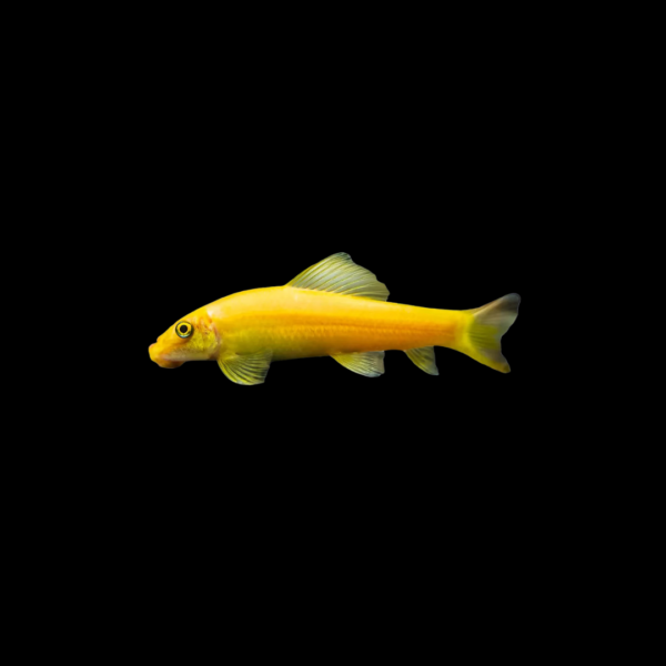 COMEALGAS CHINO ALBINO