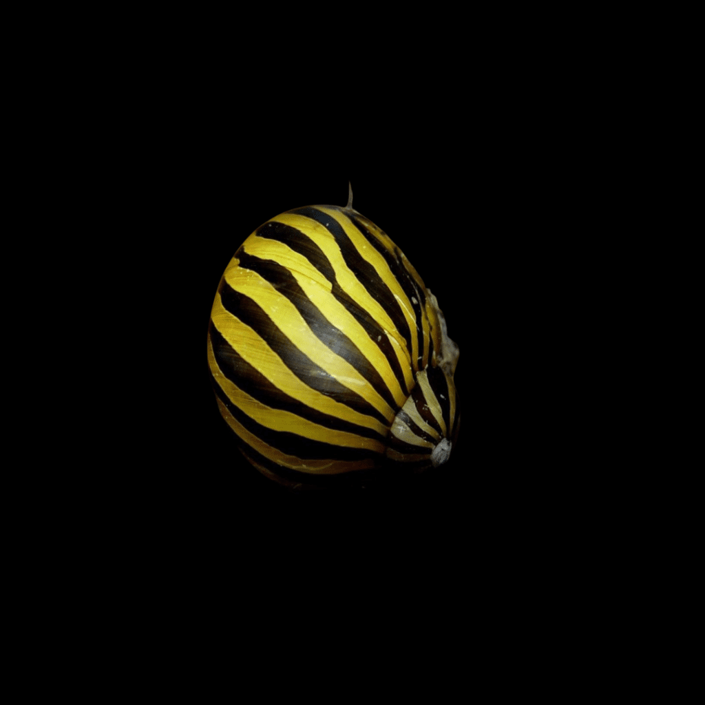 CARACOL CEBRA