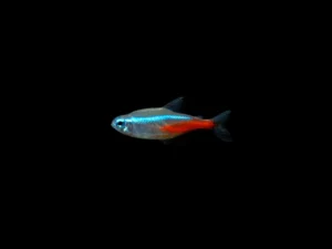 TETRA NEÓN