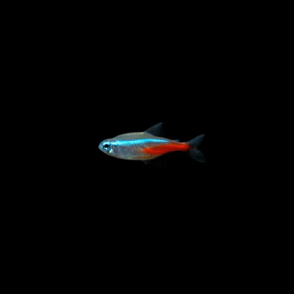 TETRA NEÓN