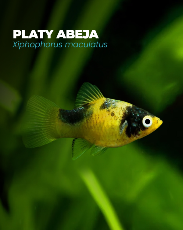 PLATY ABEJA