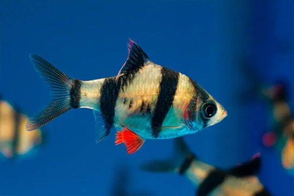 BARBO SUMATRANO