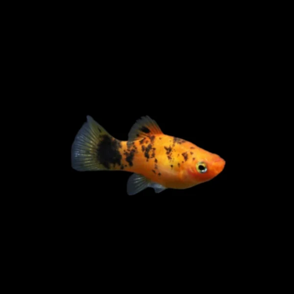 PLATY SAL Y PIMIENTA