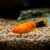 PLATY SAL Y PIMIENTA