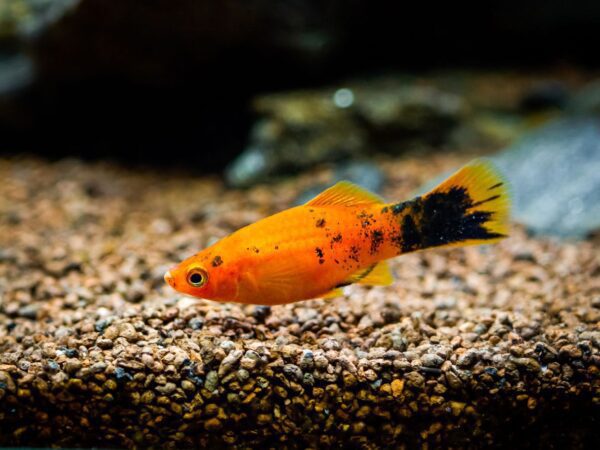 PLATY SAL Y PIMIENTA
