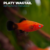 PLATY WAGTAIL