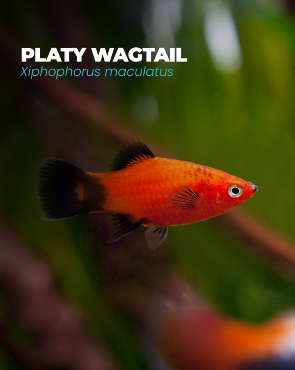PLATY WAGTAIL
