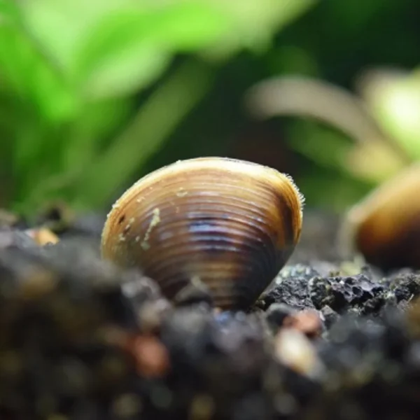 ALMEJAS FILTRADORAS