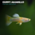 GUPPY AMARILLO MACHO