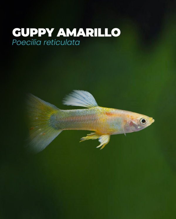 GUPPY AMARILLO MACHO