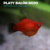 PLATY BALÓN ROJO