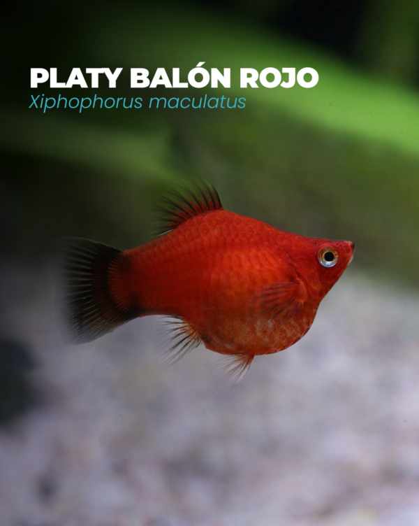 PLATY BALÓN ROJO