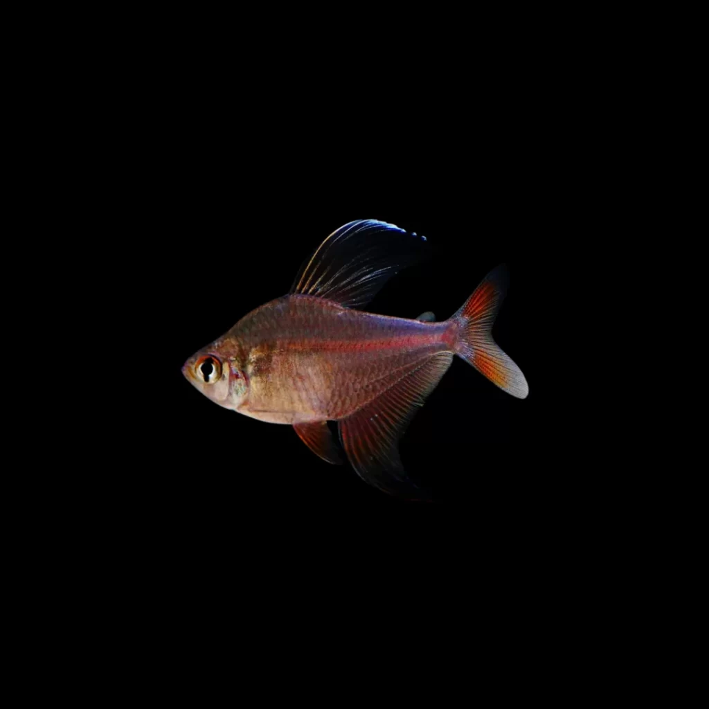 TETRA ROBERTI