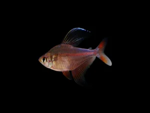 TETRA ROBERTI