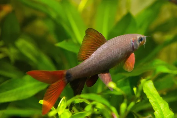 LABEO ARCOIRIS