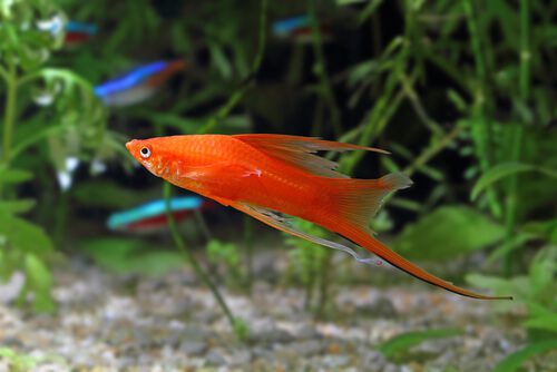 ESPADA ROJA