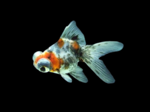 Demekin GOLDFISH DEMEKIN