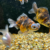 GOLDFISH DEMEKIN