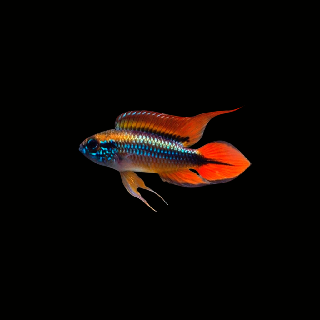 APISTOGRAMMA AGASSIZII DOUBLE RED
