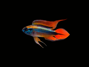APISTOGRAMMA AGASSIZII DOUBLE RED1 APISTOGRAMMA AGASSIZII DOUBLE RED