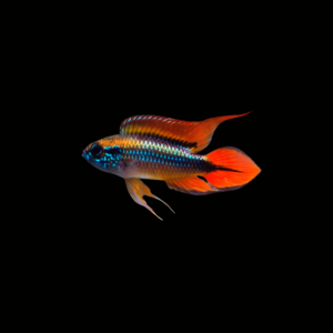 APISTOGRAMMA AGASSIZII DOUBLE RED
