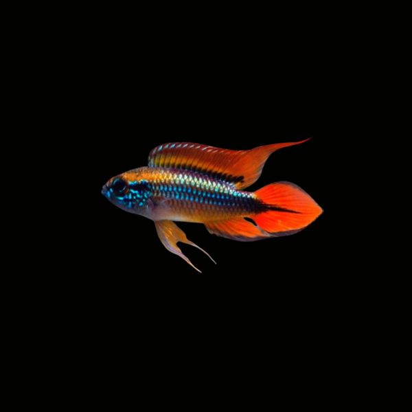APISTOGRAMMA AGASSIZII DOUBLE RED