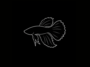 BETTAS INTERNACIÓN