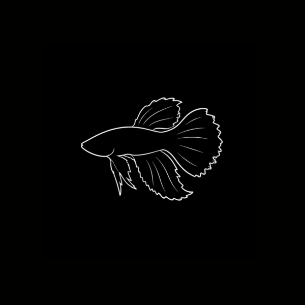 BETTAS INTERNACIÓN