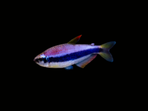 BLUE EMPEROR TETRA1 BLUE EMPEROR TETRA