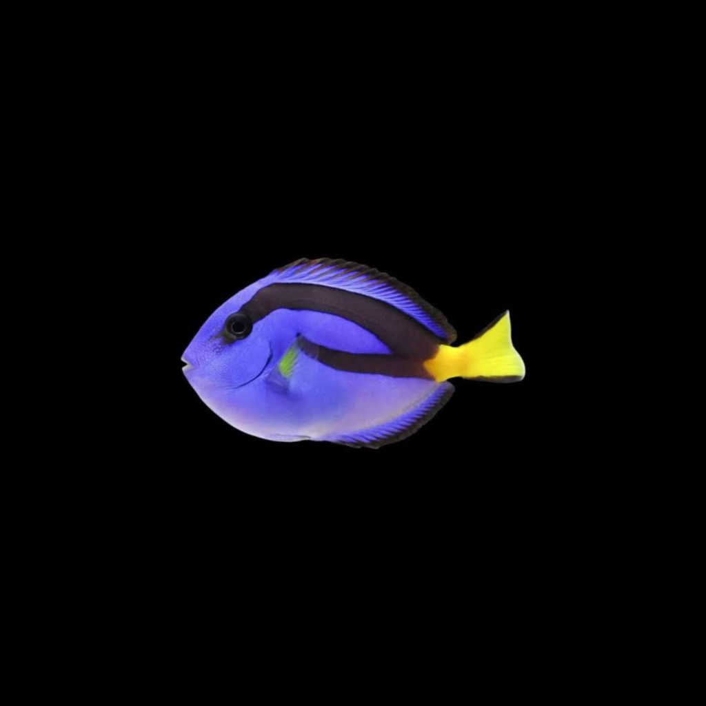 PEZ CIRUJANO AZUL