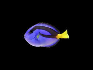 PEZ CIRUJANO AZUL