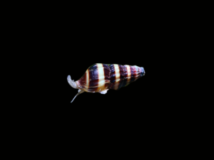 CARACOL HELENA
