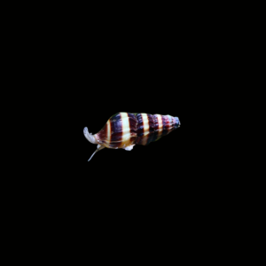 CARACOL HELENA