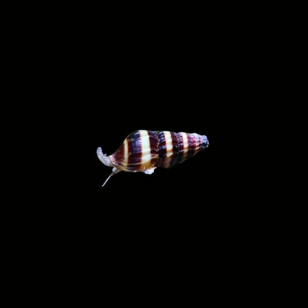 CARACOL HELENA