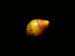 CARACOL RED SPOTTED