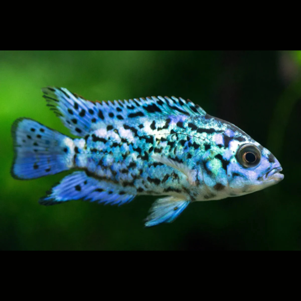 ELECTRIC BLUE JACK DEMPSEY