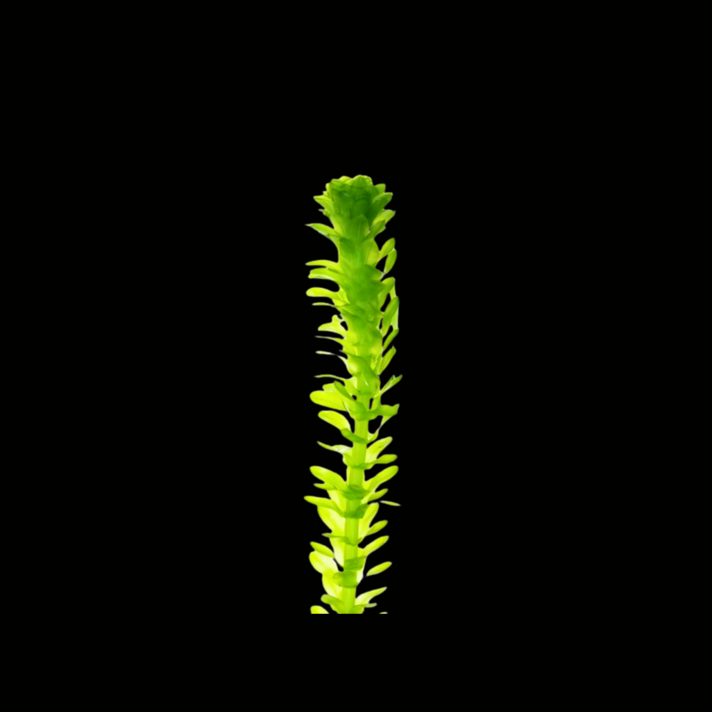 ELODEA