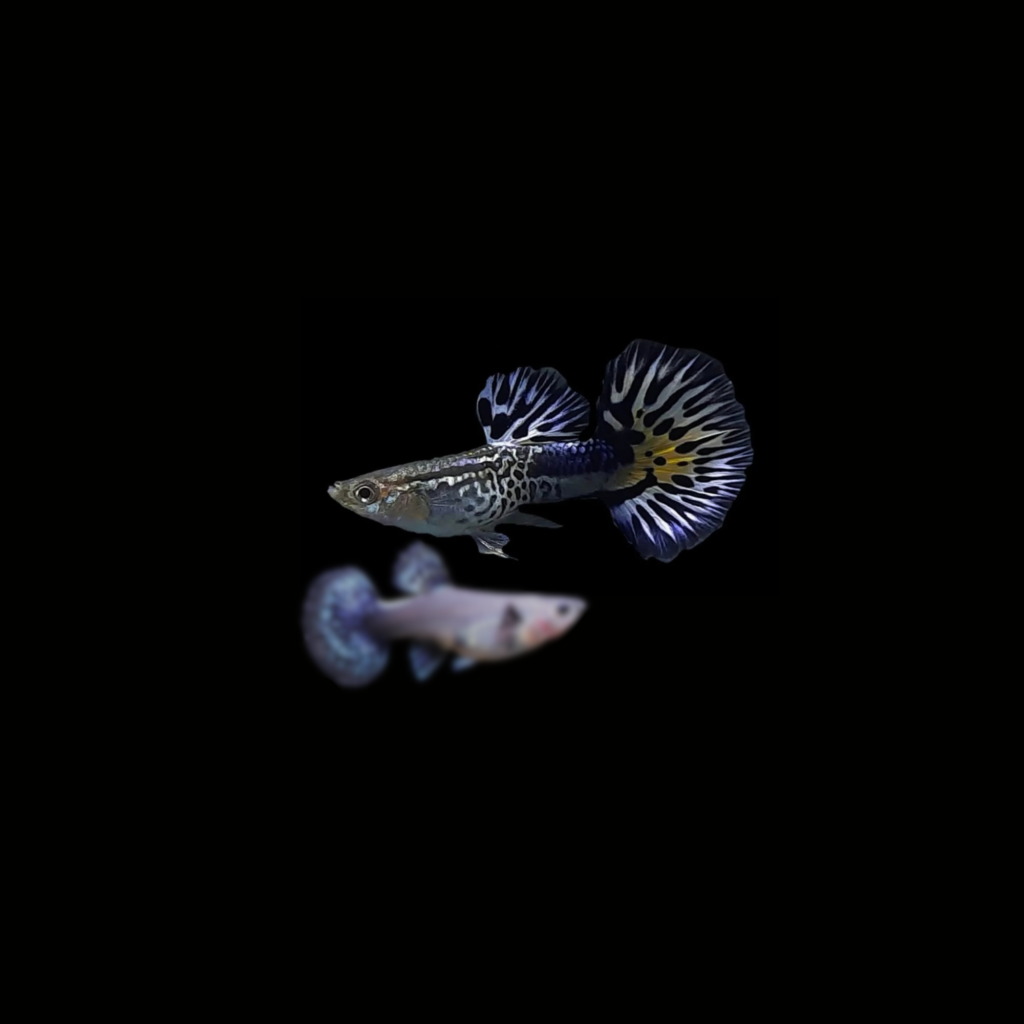 GUPPY SNAKESKIN BLUE IVORY PAREJA