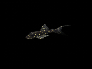 PLECO ADONIS