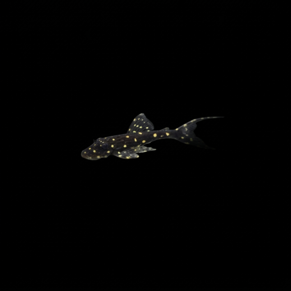 PLECO ADONIS