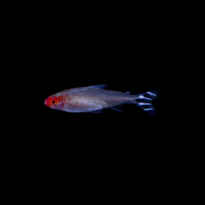 TETRA BORRACHITO
