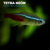 TETRA NEÓN