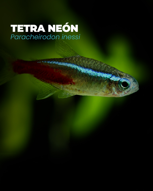TETRA NEÓN