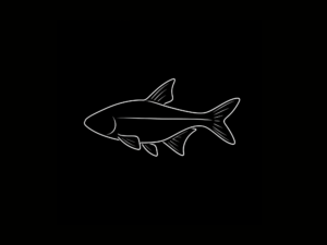 TETRAS INTERNACIÓN