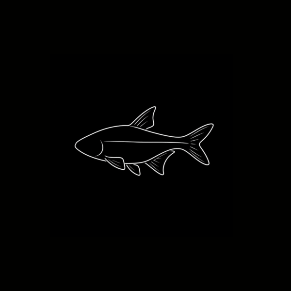 TETRAS INTERNACIÓN