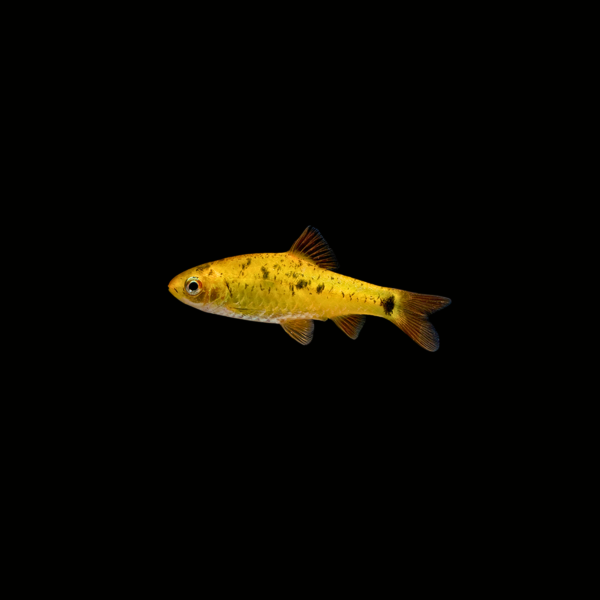 barbo-golden1 BARBO GOLDEN